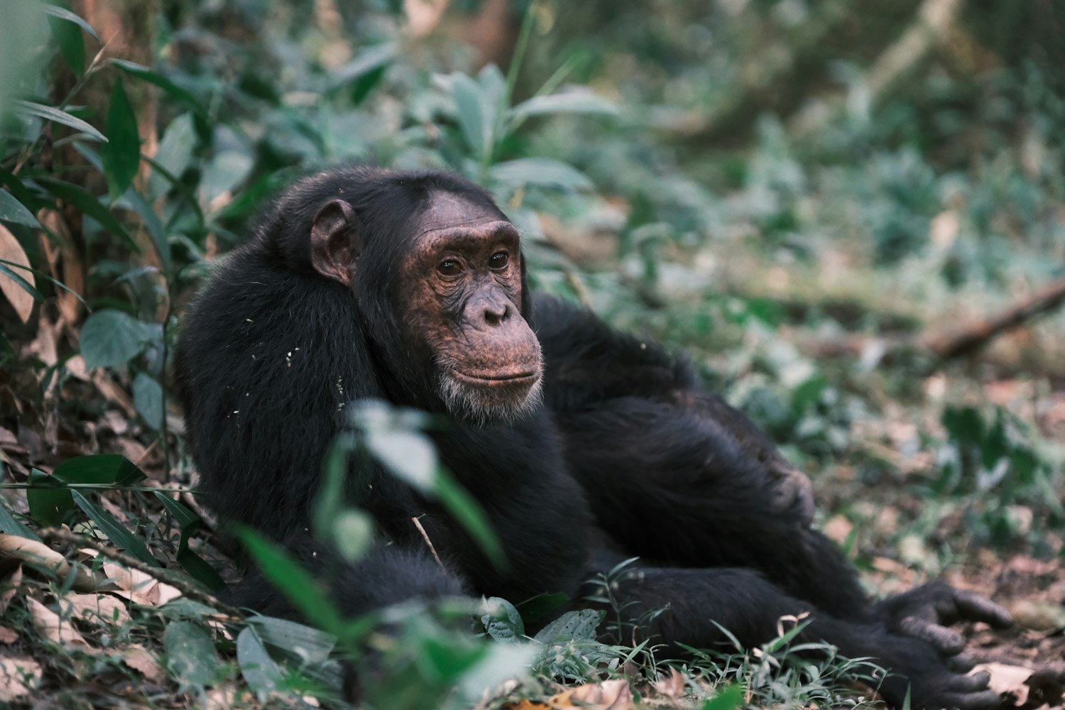 Chimpanzees in the wild in Kibale National Park, Uganda